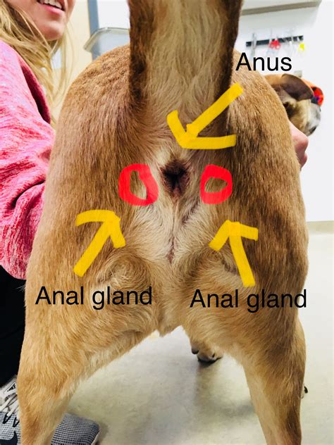 What Does A Normal Cat Anus Look Like – [Vet Explains Pets]